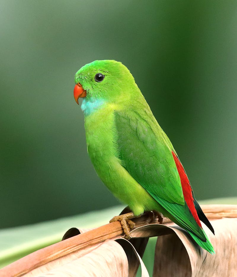 Vogelpark Detmold